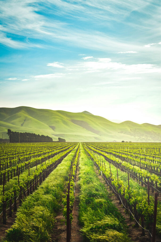 The Role of Organic Farming in African Health