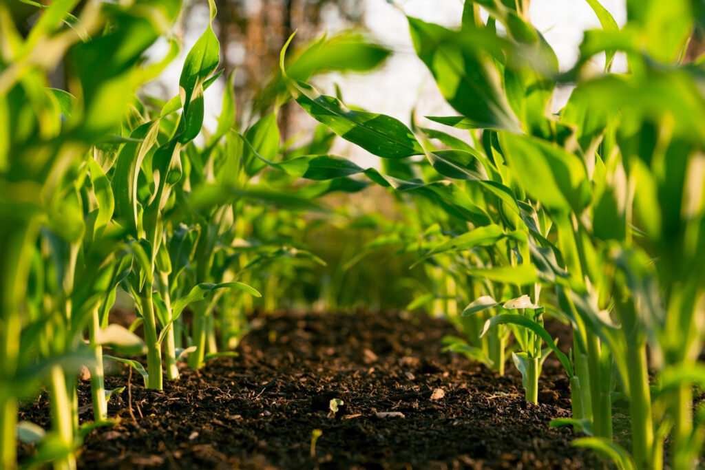 Natural Therapies: A Path to Longevity