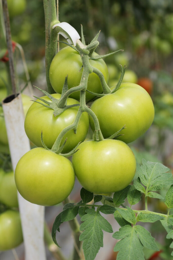 The Importance of Food Security in Africa