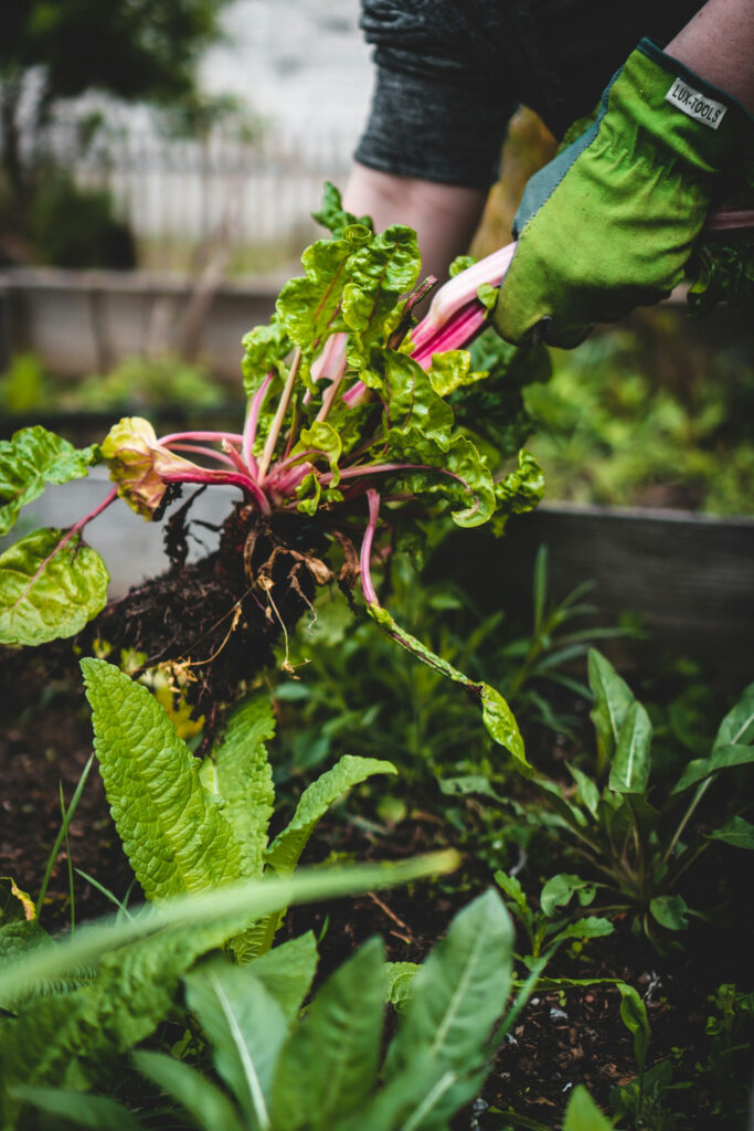 Environmental Value and Its Impact on Future Generations