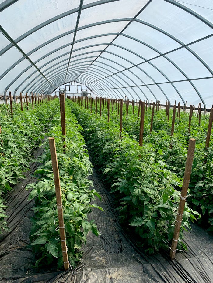 Free stock photo of agricultural produce, agriculture field, farming