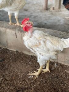 Bosom Resort City Tour-10