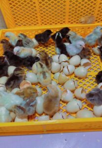 Bosom Resort City Tour-12